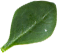 Small leaf